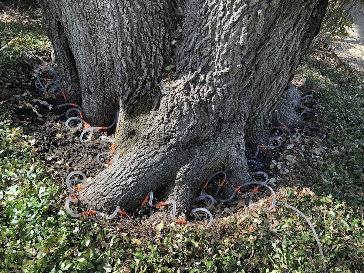 Detailed Tree Cabling and Bracing job site in Anguilla
